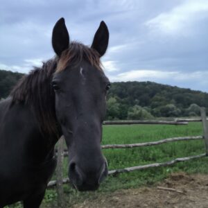 Horse-Connection_3